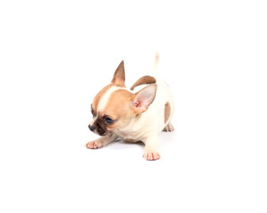 chihuahua puppy in studio