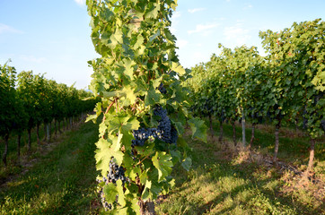 Weinberg