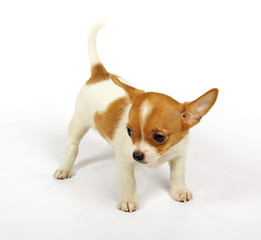 small chihuahua puppy