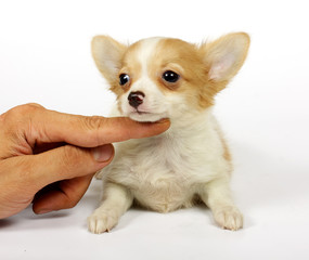 small chihuahua puppy