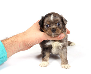 chihuahua puppy in studio