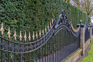 Black painted iron fence with golden spikes before a conifer hed