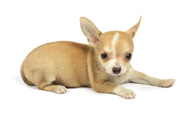 small chihuahua puppy