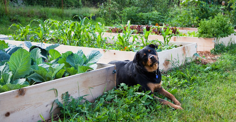 Gardening with Man's Best Friend