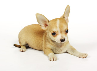 small chihuahua puppy