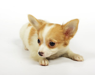 Obraz premium small chihuahua puppy