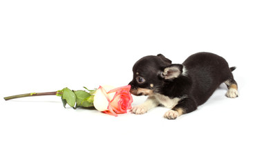 chihuahua puppy in studio