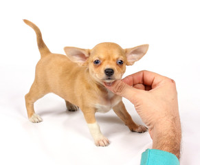 chihuahua puppy in studio