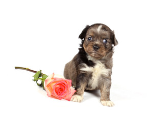 chihuahua puppy in studio