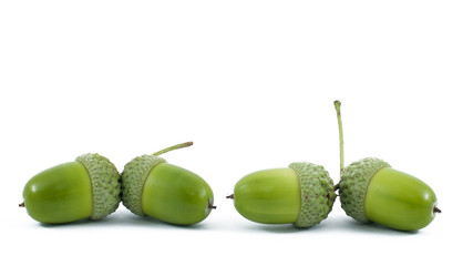 Green Acorn Fruits