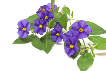 Solanum, fiore viola