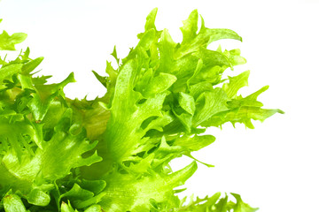leaf fresh salad isolated
