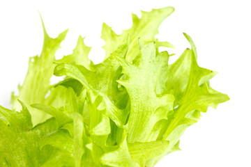 leaf fresh salad isolated