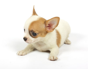 small chihuahua puppy