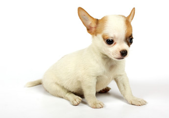 small chihuahua puppy