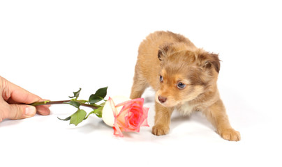 chihuahua puppy in studio