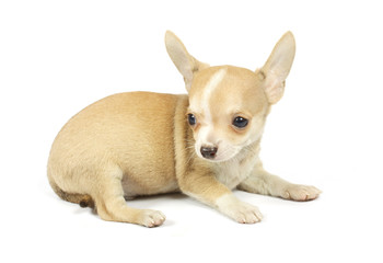 small chihuahua puppy