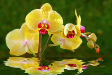 Wasser,Orchidee