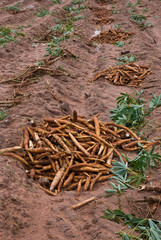 Tapioca bulb on the ground, Thailand