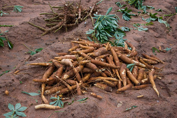 Manioc root, Cassava bulb
