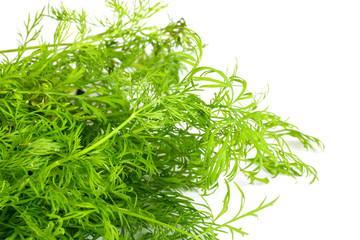 dill on white background