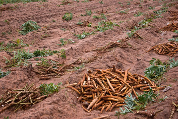 Manioc root, Cassava bulb on the ground