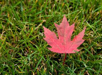 Red Maple Leaf