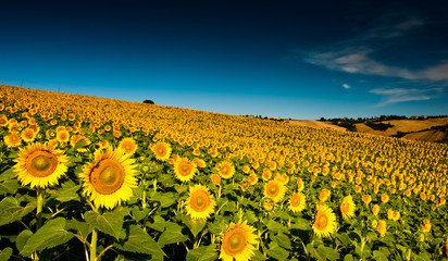 beautiful backlit sunflowers in the soft morning light