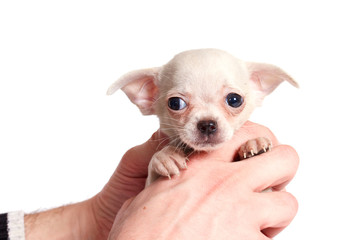 chihuhua puppy on the white background