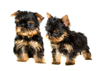 Yorkshire Terrier puppy