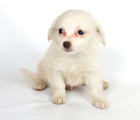 chihuhua puppy on the white background