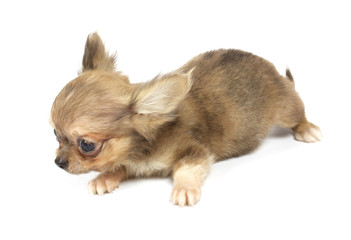 small chihuahua puppy