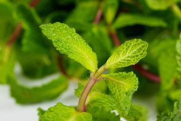 Fresh Green Mint Isolated