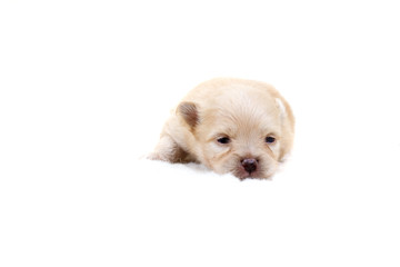 Chihuahua puppy  on white