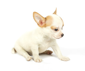 small chihuahua puppy