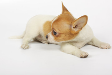 small chihuahua puppy