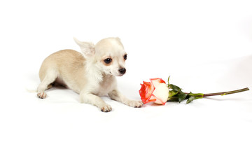 chihuahua puppy in studio