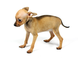 Toy-terrier puppy