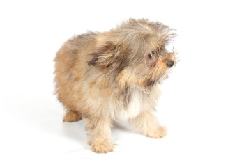 chihuhua puppy on the white background