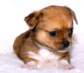 Chihuahua puppy