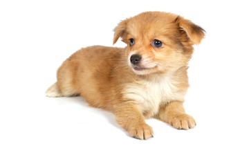 chihuhua puppy on the white background