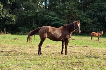 Horse on a meadow