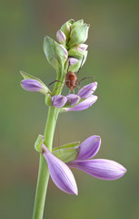 Daddy Long legs on Hosta