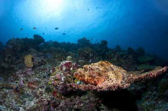Maldives Hairy stingfish