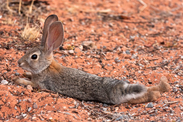 Black Tailed Desert Jack Rabbit © James Phelps JR