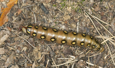 Bedstraw Hawk-Moth larva, macro photo