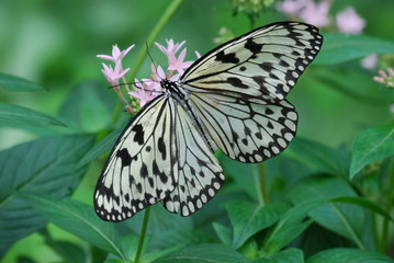 papillon
