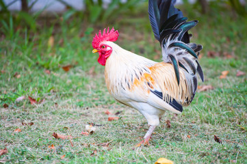 chicken in the farm .
