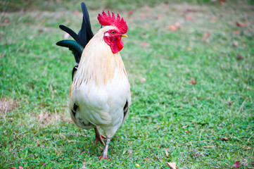 chicken in the farm .