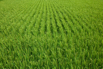 farm[paddy_field]_05